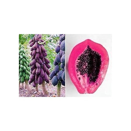 Mixed Papaya Fruit Seeds for Planting [neera-v5-87efee768aab7198834f]