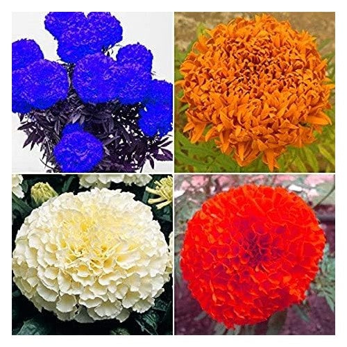 Heirloom Multi-Color Marigold Flower Seeds [neera-v5-87f24367c9f8750658a4]