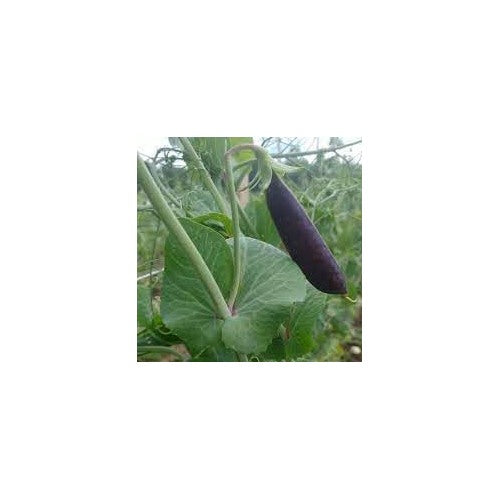 Pea Vegetable Seeds for Planting | Heirloom Non-GMO Organic Garden Seeds [neera-v5-87f6df5fb8353c1b5a24]