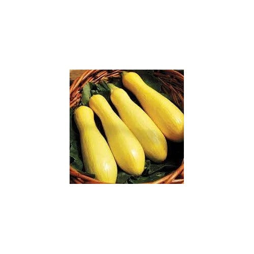 Straightneck Summer Squash Vegetable Seeds for Planting [neera-v5-87fd2f34c75d1a223419]