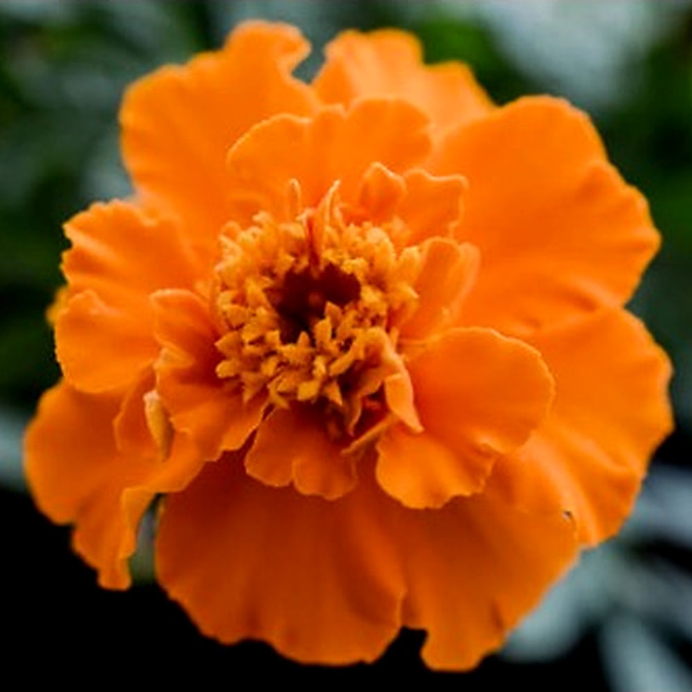Orange Carnation Flower Seeds for Garden and Pot Planting [neera-v5-8805626ad34324e7730c]