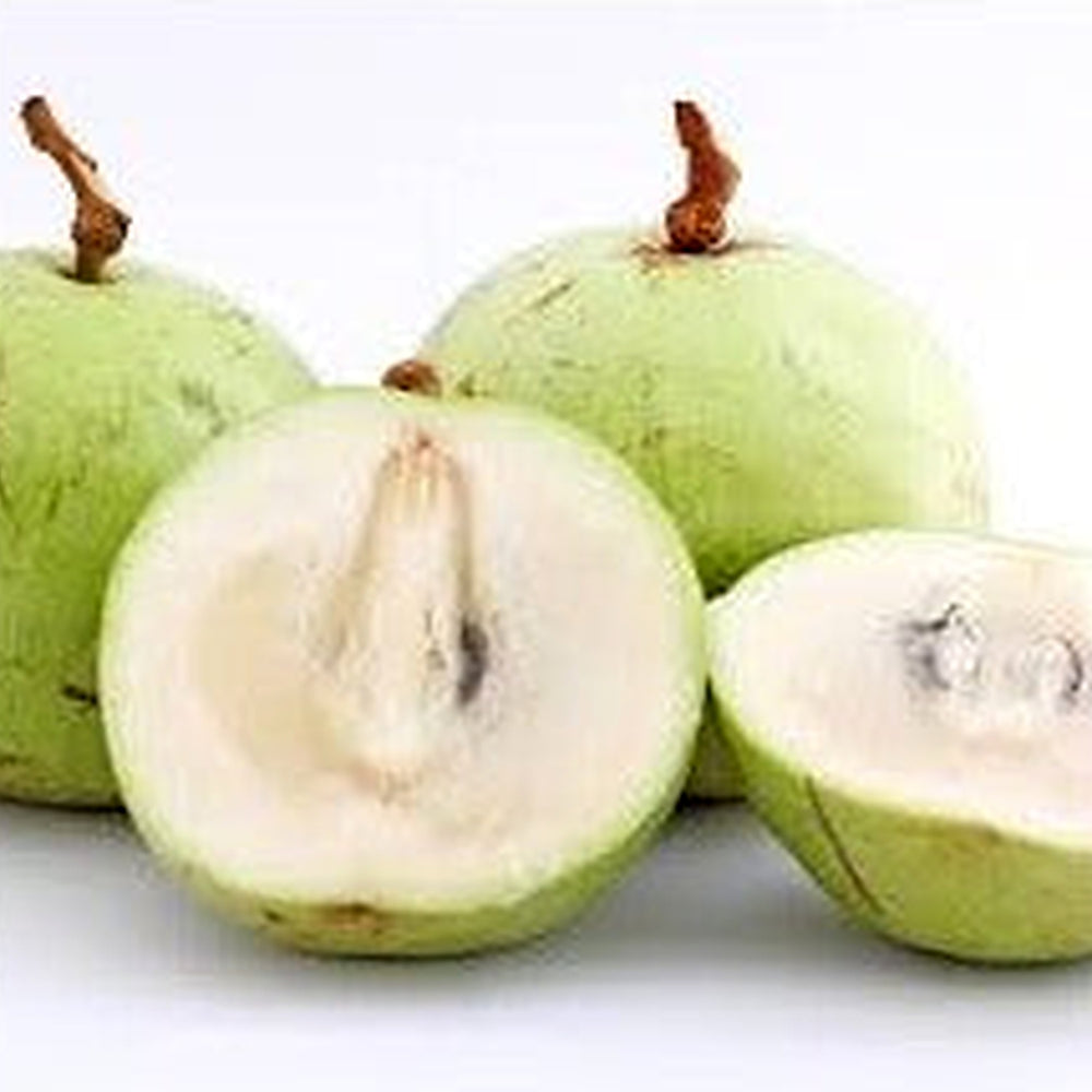 White Chrysophyllum Cainito Fruit Seeds for Planting [neera-v5-88066bf819e03f2c48a5]
