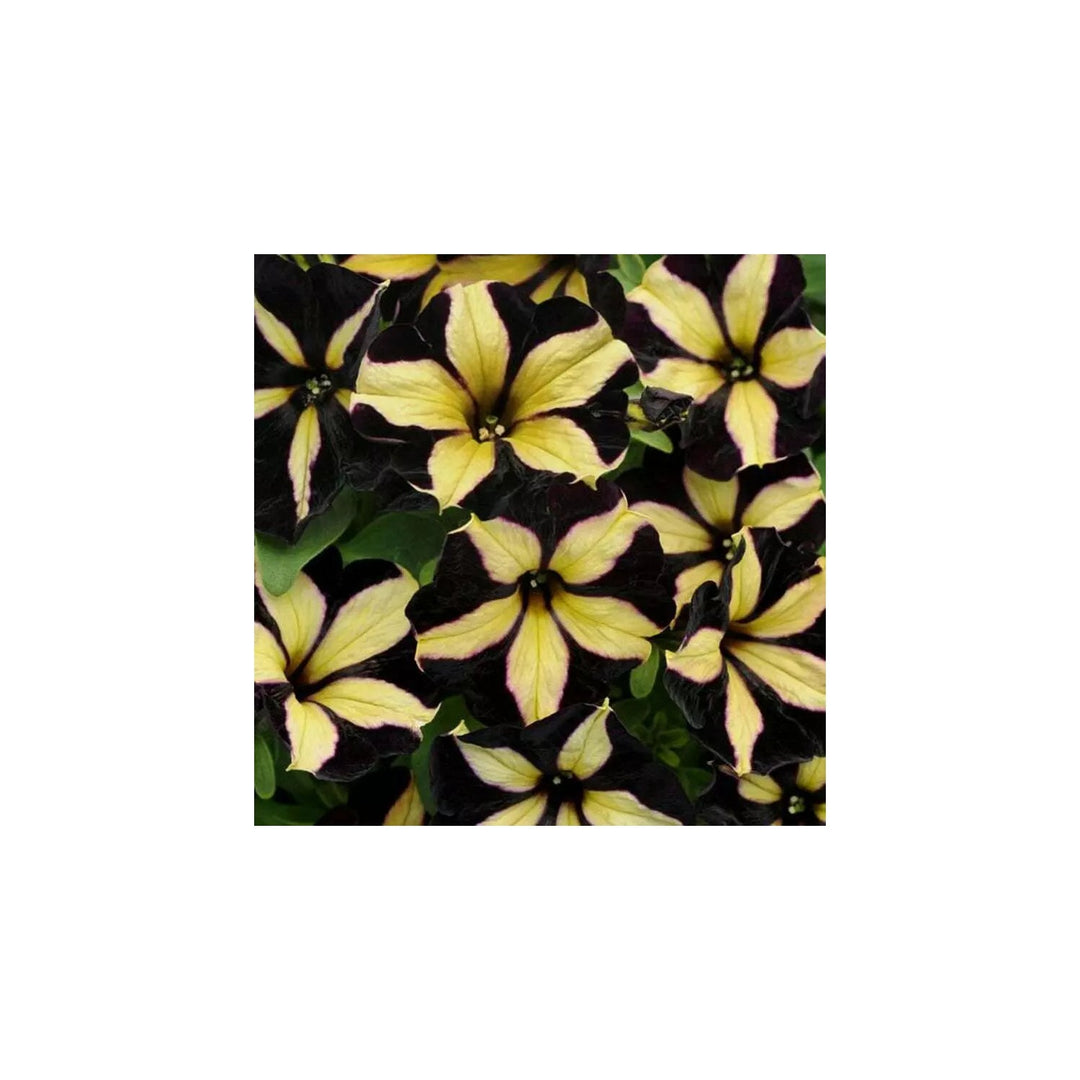 Black Yellow Petunia Flower For Planting Heirloom Non Gmo For Vibrant Gardens Flower Seeds for Home [neera-v5-88098f0937f4e8003e8e]