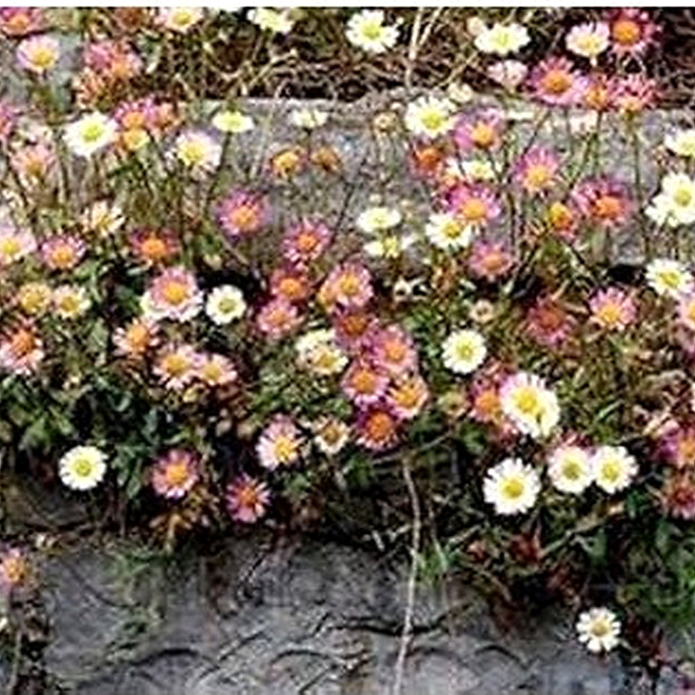 Mixed Karvinskianus Flower Seeds for Planting [neera-v5-88201f55cf339a90fba7]