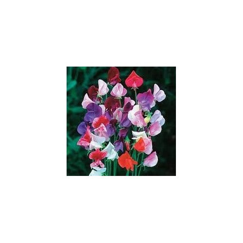 Heirloom Pea Flower Seeds [neera-v5-8822f2f7fabff8c00bc1]