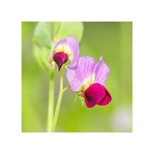 Pisum Sativum Flower Seeds for Planting [neera-v5-88432d4cafc444ae2b3d]