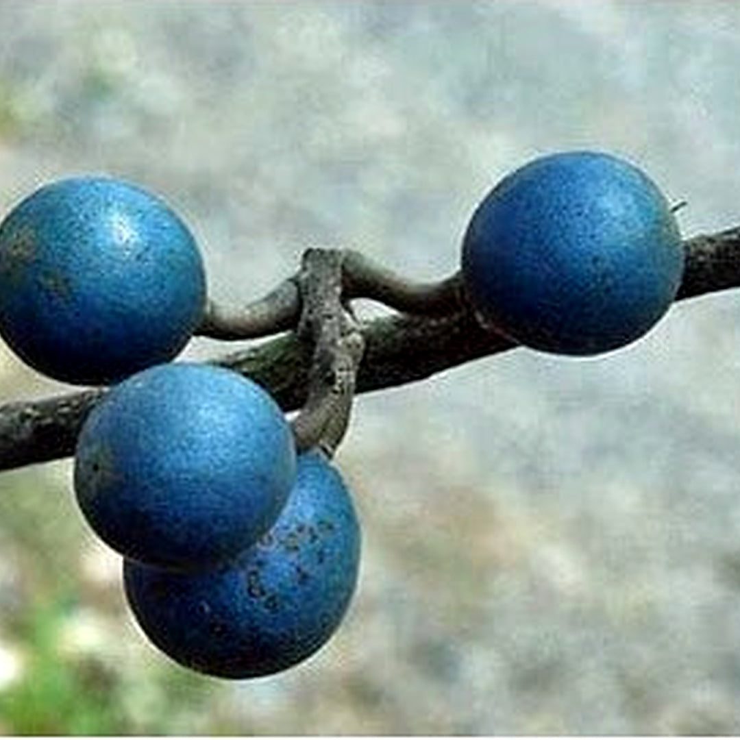 Rudraksha Fruit Seeds for Planting [neera-v5-884b591747bcb004e000]
