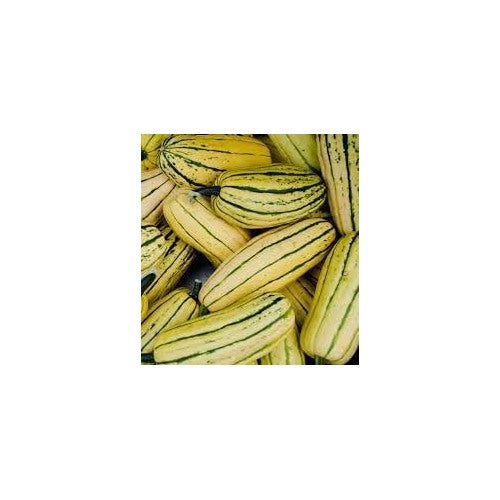 Organic Delicata Squash Seeds for Planting [neera-v5-8866cc662732b94cb274]