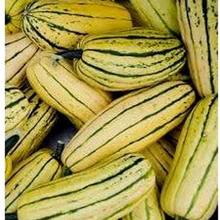 Organic Delicata Squash Seeds for Planting [neera-v5-8866cc662732b94cb274]