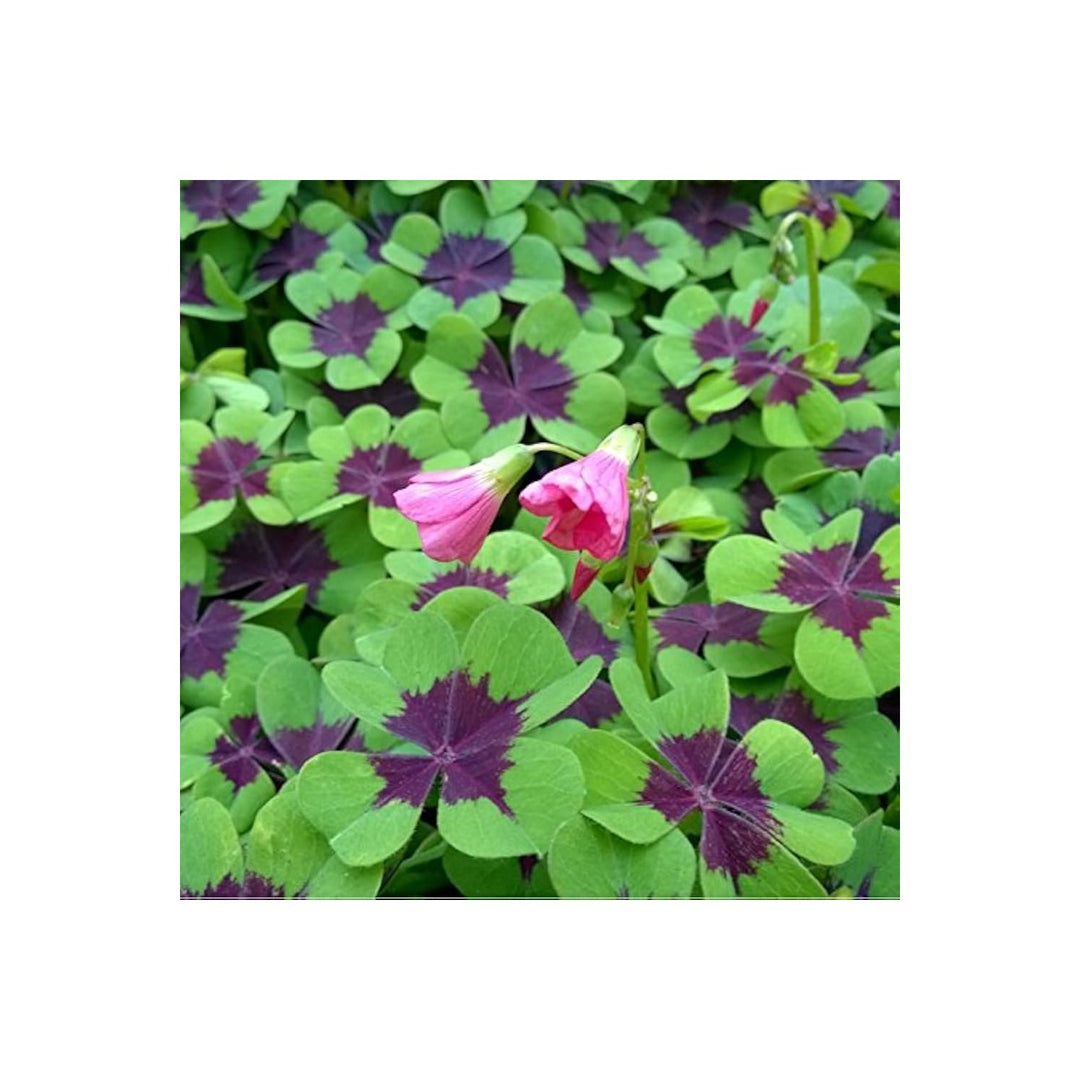 Oxalis Iron Cross Plant Heirloom Non Gmo Planting Unique Garden Foliage Flower Seeds Home [neera-v5-887bd5aa8925a11173c8]