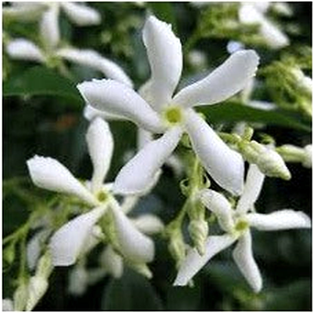 Star Jasmine Flower Seeds for Planting [neera-v5-887bfdf13c1c96679978]