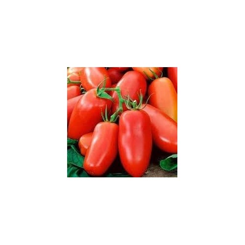 San Marzano Tomato Seeds for Planting [neera-v5-888e2ebd19accc626936]