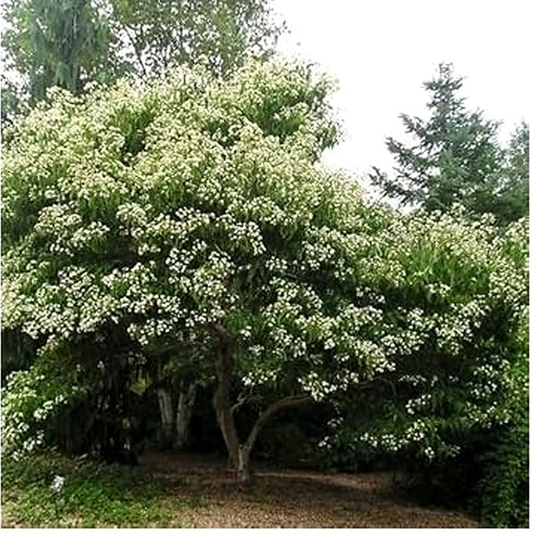 White Sevenson Seeds for Planting [neera-v5-888e72f2ea285eca42db]