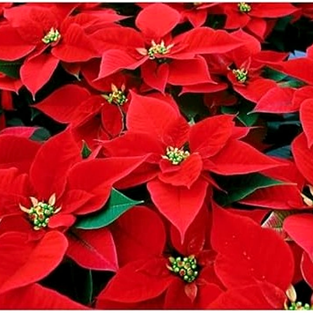Heirloom Non-GMO Deep Red Poinsettia Flower Seeds for Planting [neera-v5-8892cacd2719d6dce9ff]