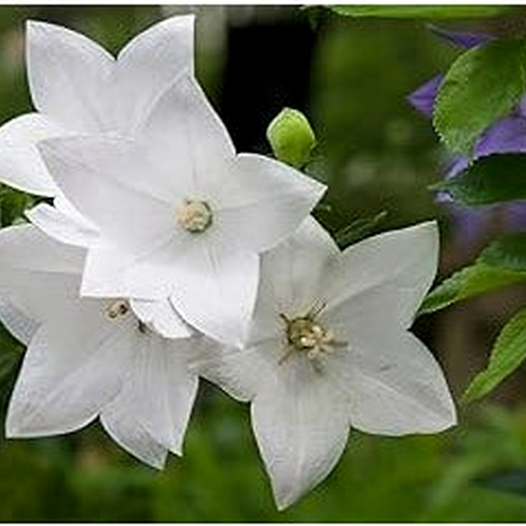 Heirloom Non-GMO White Balloon Flower Seeds [neera-v5-8899f03b3e92e1d08ffd]