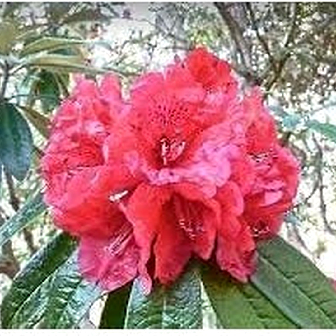Heirloom Rhododendron Flower Seeds, Non-GMO Vibrant Blooms for Planting [neera-v5-88a16b2c35d7c16bff9a]