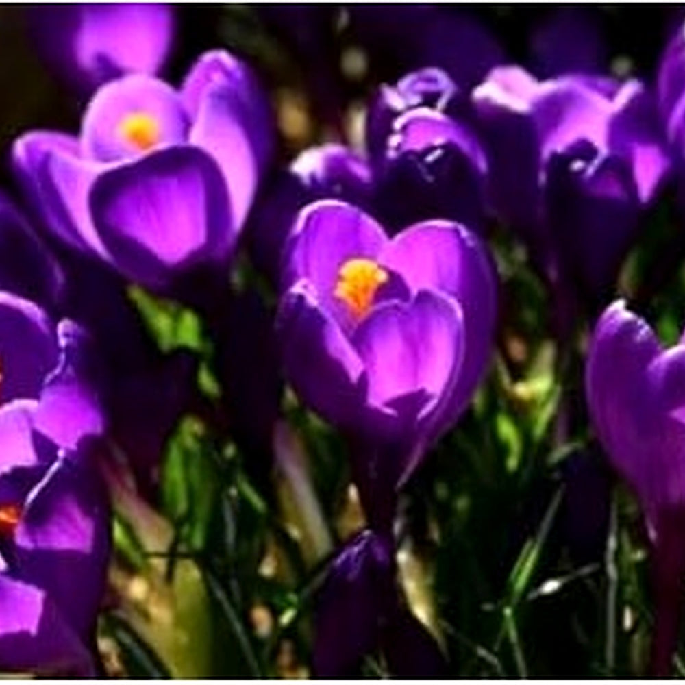Heirloom Non-GMO Violet Yellow Crocus Flower Seeds for Garden Planting [neera-v5-88a2ca83ca777abfc5a8]