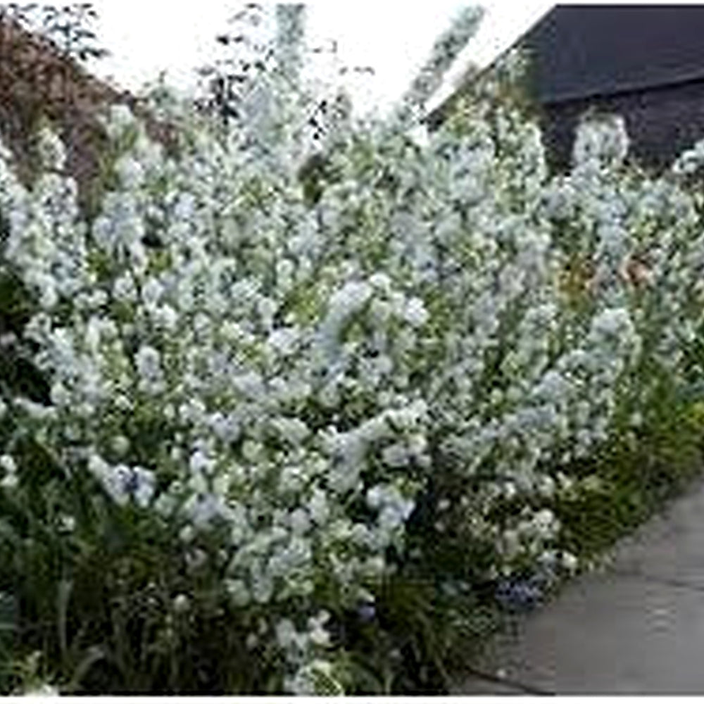 Heirloom Mume Albo Plena Flower Seeds for Garden Planting, Non-GMO, White Blooms for Spring [neera-v5-88b066b7d6f487ebf3f9]