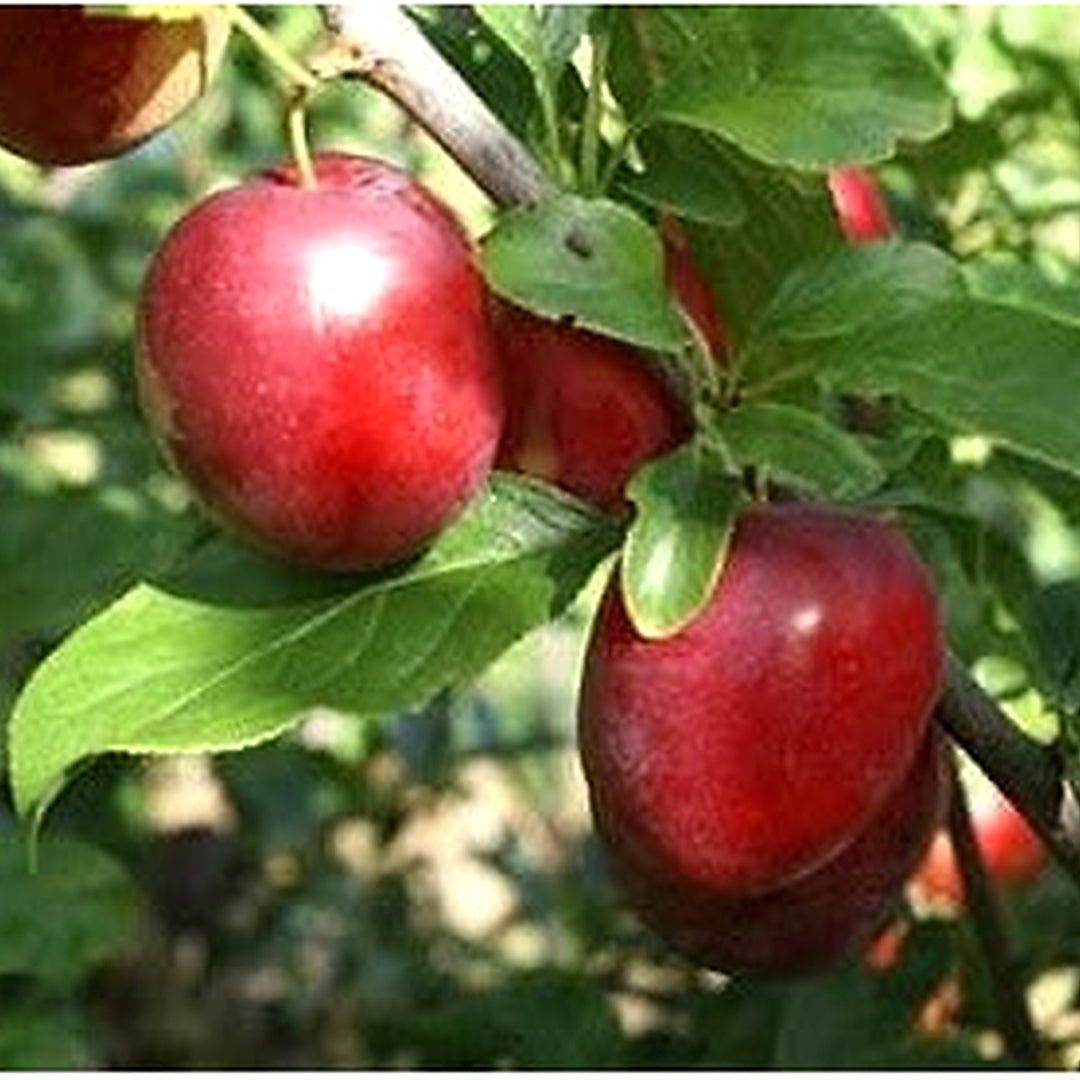 Cherry Plum Fruit Seeds for Planting [neera-v5-88b59a978436ab44a963]