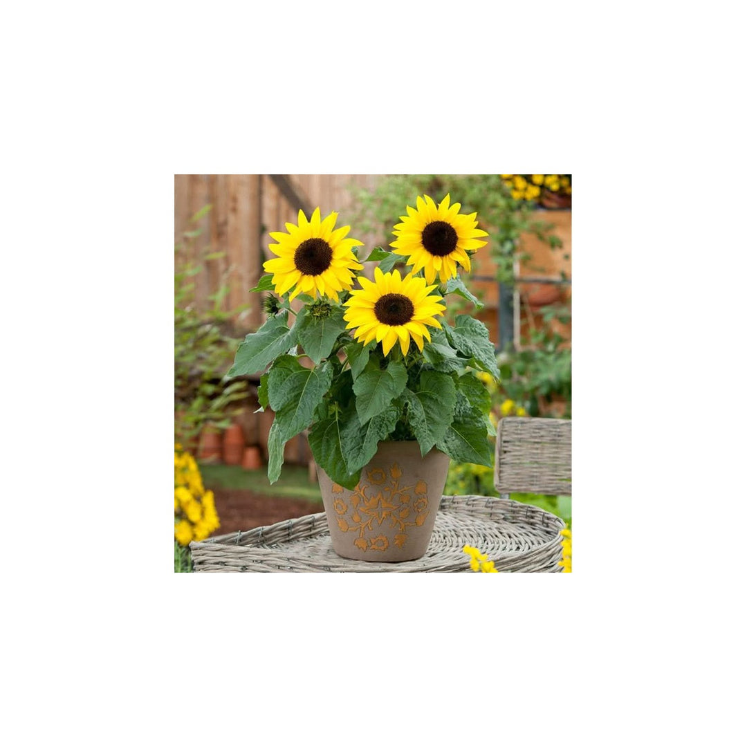 Heirloom Non Gmo Mini Sunflower For Planting Dwarf Bright Blooms For Pots Gardens Flower Seeds for [neera-v5-88b6263f02caca13e02e]