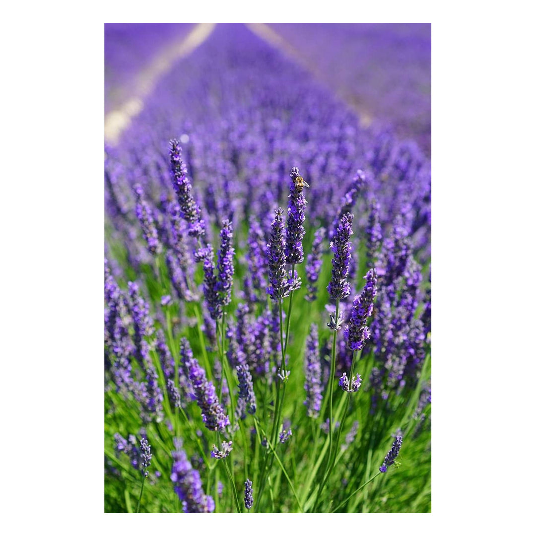 Lavender Purple Heirloom Non Gmo Flower Fragrant Blooms For Garden Pots Flower Seeds for Home [neera-v5-88b6607320ceed931ca0]