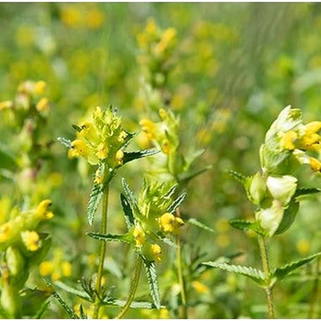 Yellow British Wild Flower Sonaglio Flower Seeds for Home Garden Planting, Decorative Organic [neera-v5-88b6ab4f8e99e6f044dc]