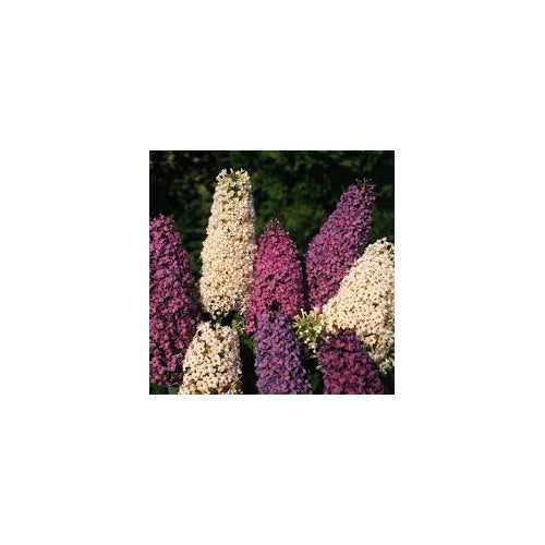 Mix Buddleia Butterfly Bush Flower Seeds for Planting [neera-v5-88c1192ee76a774d9ce9]