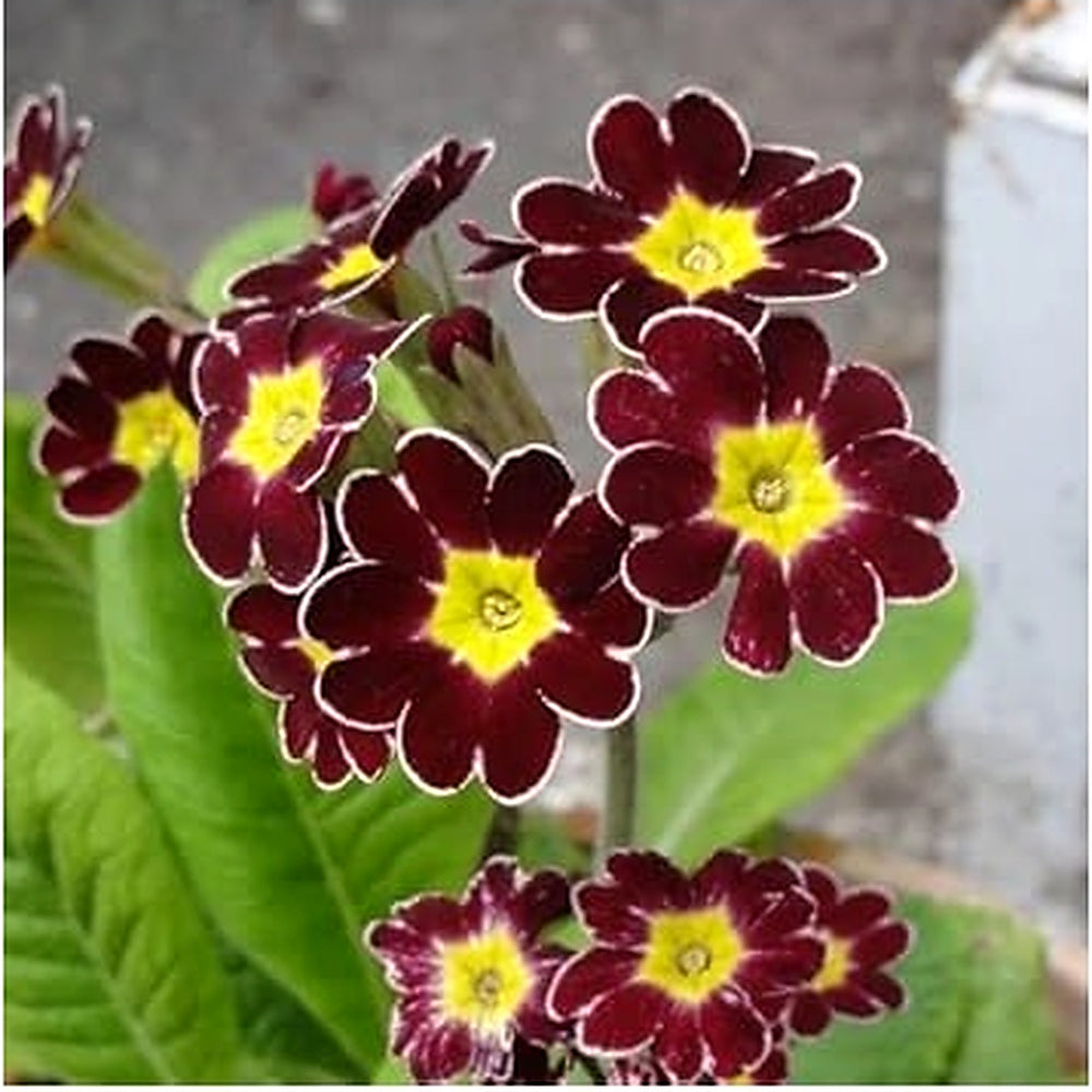 Organic Heirloom Non-GMO Maroon Yellow Primrose Seeds for Planting [neera-v5-88c2a7496658af02bf16]