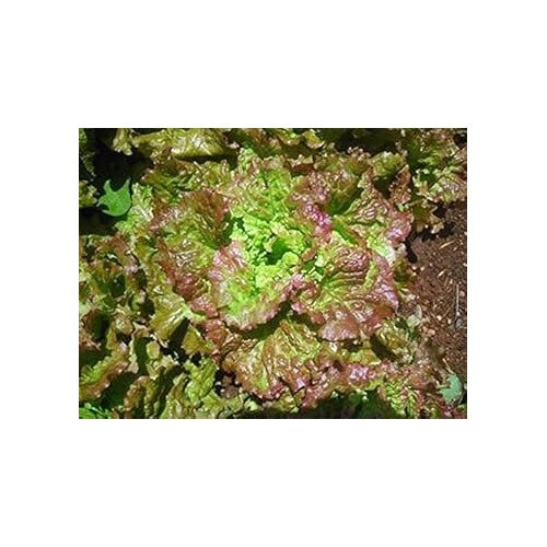 Green Brown Prizehead Lettuce Seeds for Planting [neera-v5-88c44dfe854688d210c8]