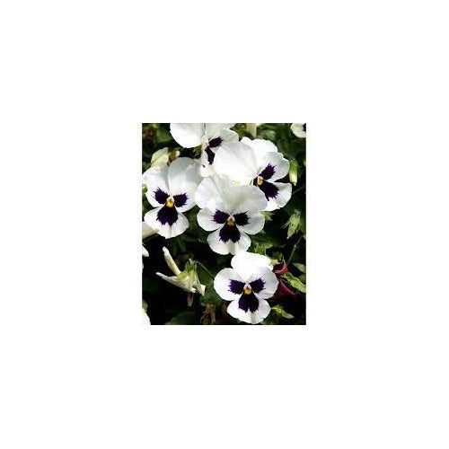 Heirloom Non-GMO Cream Purple Pansy Flower Seeds [neera-v5-88c62c17ba347581842a]