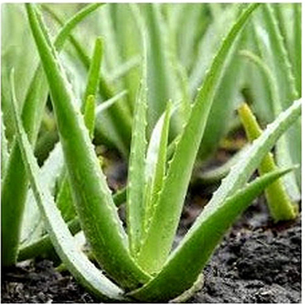 Light Green Aloe Vera Plant Seeds for Planting [neera-v5-88c8bc3557763b46eeb1]