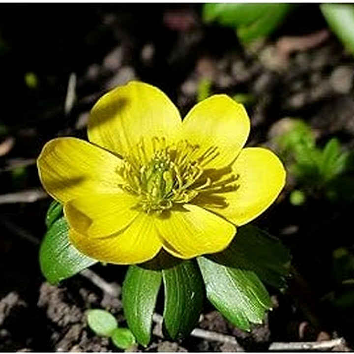 Fresh Winterling Flower Seeds for Planting [neera-v5-88d387eca172a14b0125]