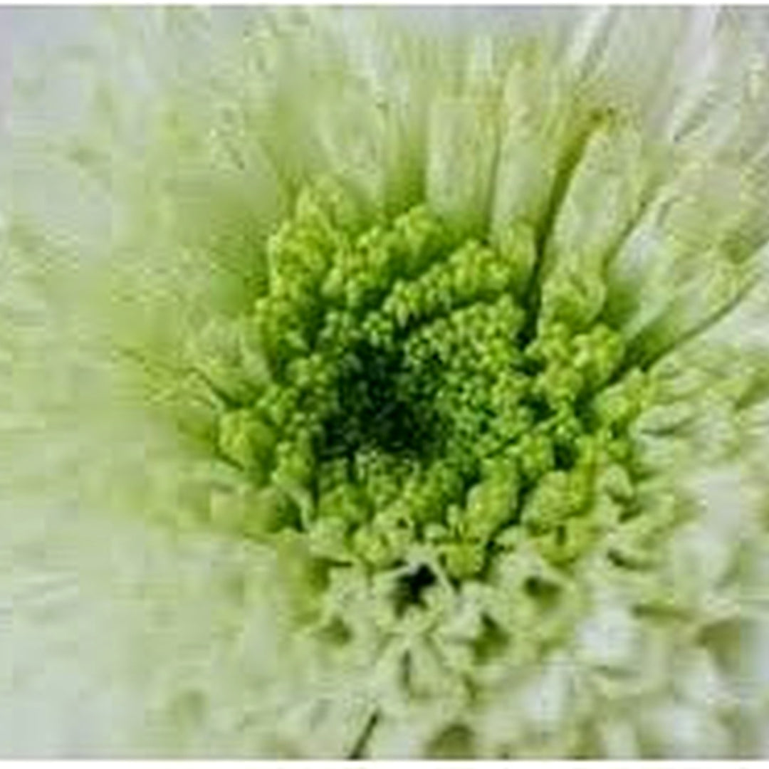 Chrysanthemum Flower Seeds White Green for Planting | Heirloom Non-GMO High Germination Organic Garden Seeds [neera-v5-88d655e21ad74ec37861]