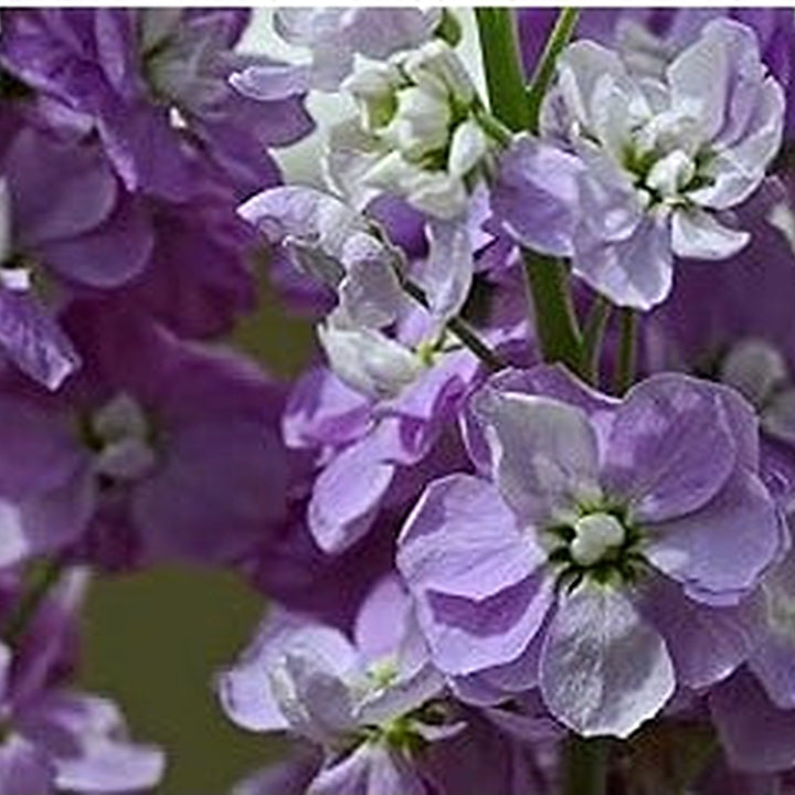 Heirloom Purple &amp; White Matthiola Incana Seeds for Planting [neera-v5-88e302294d2616fd0417]