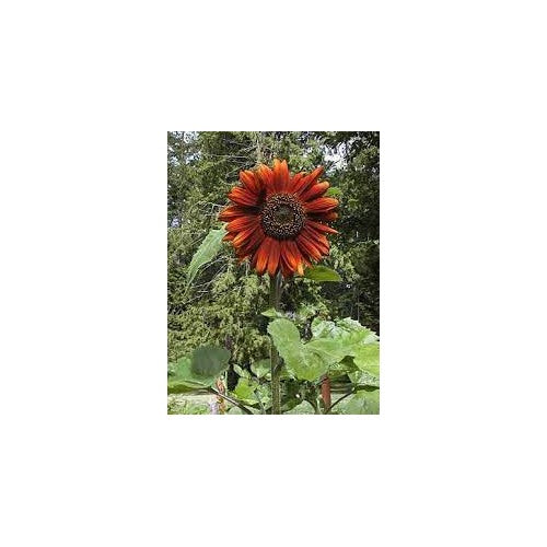 Velvet Queen Sunflower Flower Seeds [neera-v5-88e667fde840244cd0ca]