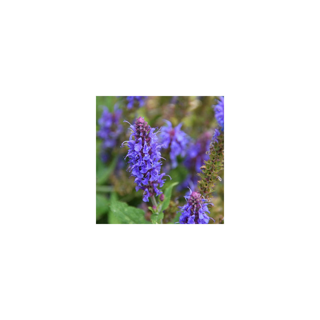 Hyssop Hyssopus Officinalis Flower For Planting In Backyard Gardening Vertical Planters Flower [neera-v5-88f96b3b7a51a23d4d1d]