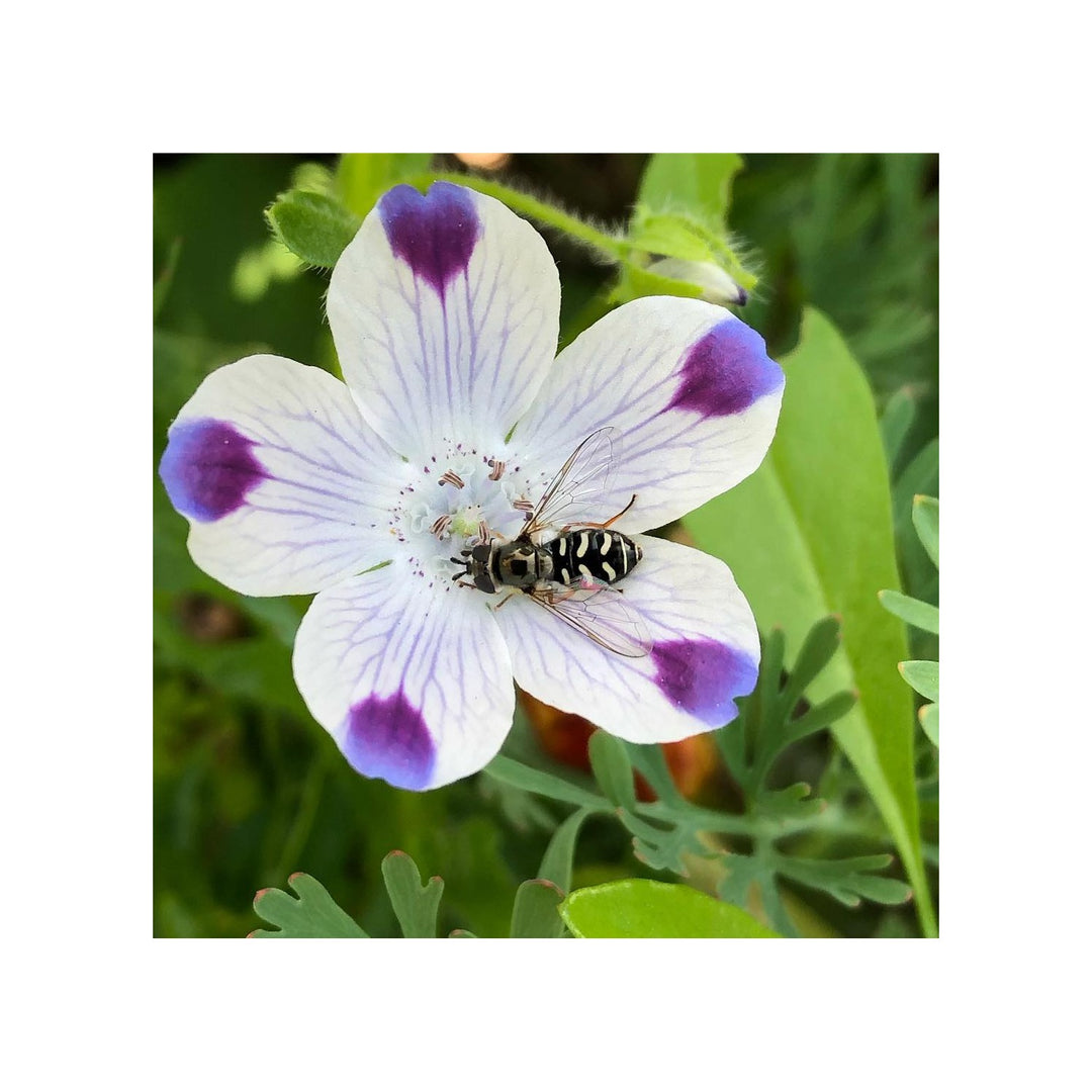 Five Spot Nemophila Maculata Flower For Planting In Backyard Garden Beds Or Spring Flower Mixes [neera-v5-88fdb734acefe8c05477]