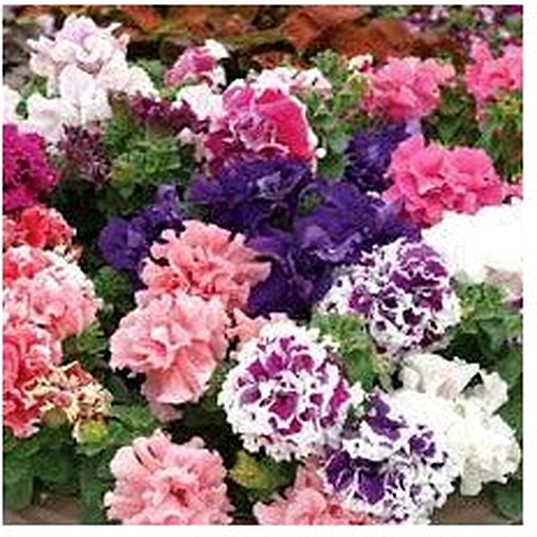 Double Oblique Petunia Flower Seeds for Planting [neera-v5-89074307e9abbf47703f]