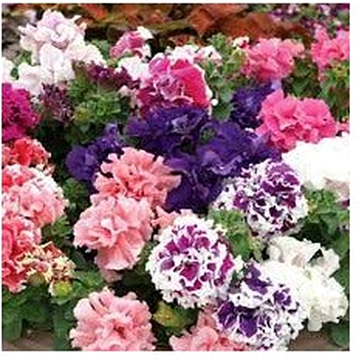Double Oblique Petunia Flower Seeds for Planting [neera-v5-89074307e9abbf47703f]