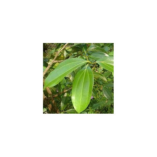 Green Bay Leaf Plant Seeds for Planting [neera-v5-890b07cbb53d90fc4db8]