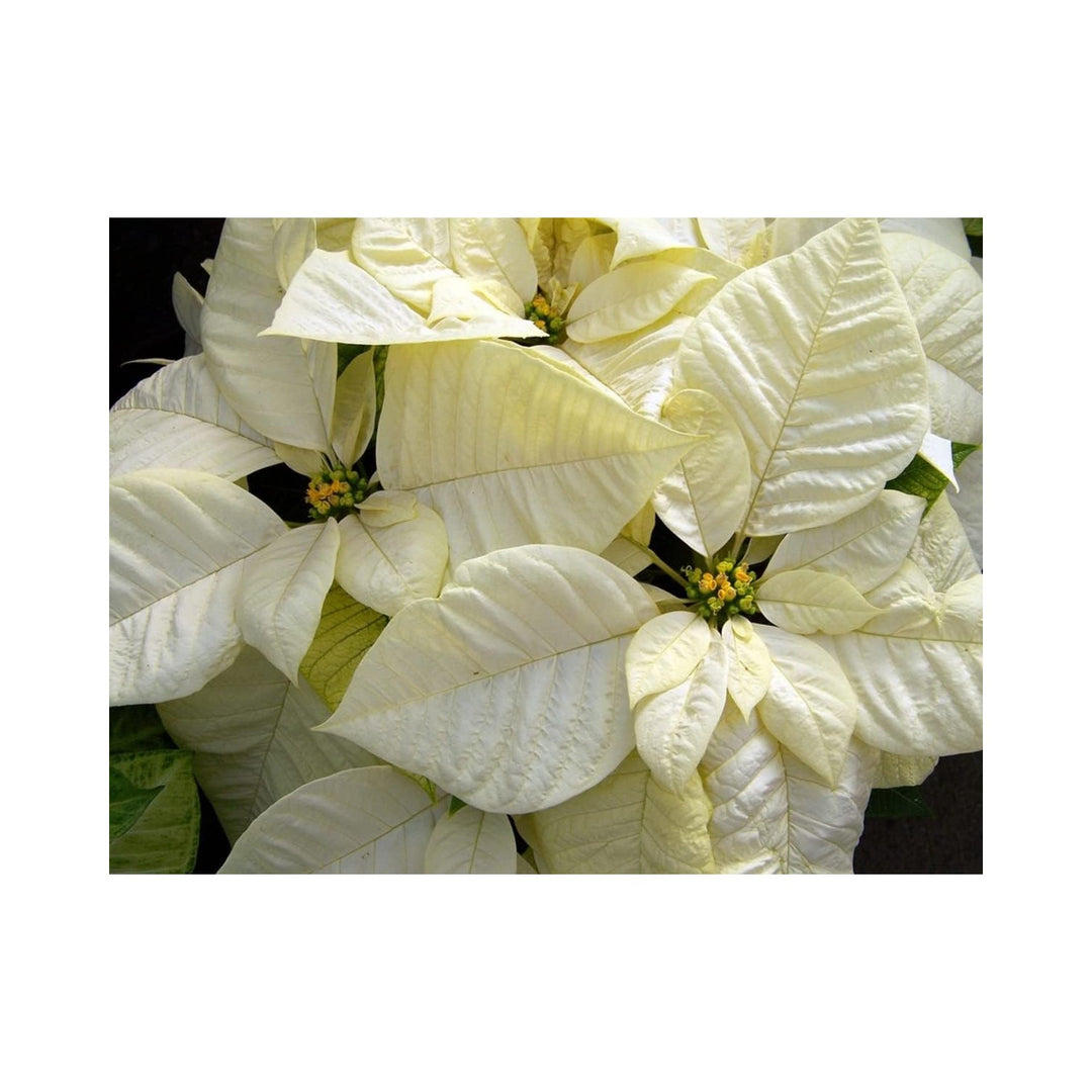 White Poinsettia Flower Heirloom Non Gmo Festive Blooms For Garden And Pot Planting Flower Seeds [neera-v5-890e3aa66e3f169b702f]