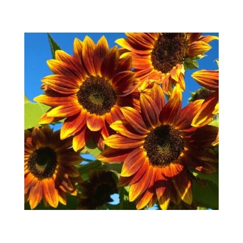 Earthwalker Sunflower Planting Heirloom Non Gmo Open Pollinator Flower Planting Non Gmo [neera-v5-890f545359935349566d]