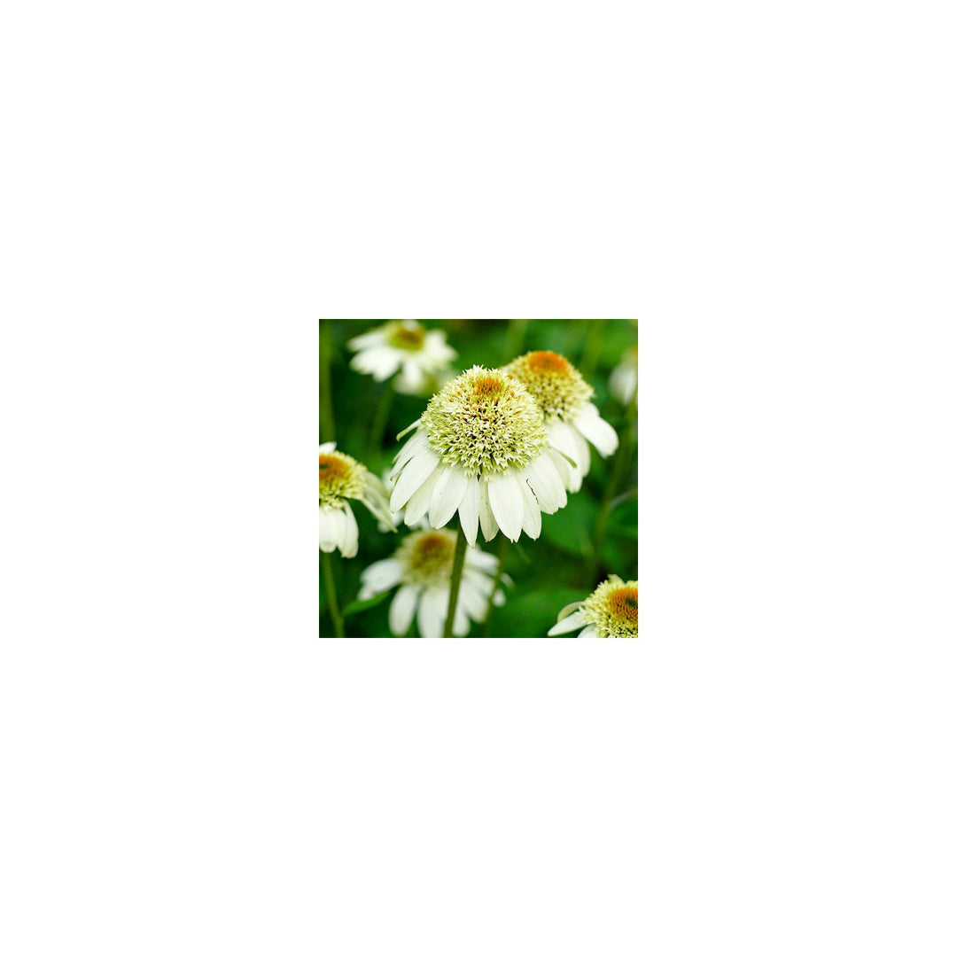 White Echinacea Chrysanthemum Plant Heirloom Non Gmo For Planting Fresh Herb For Your Garden Flower [neera-v5-8914d40756795f7b99e1]