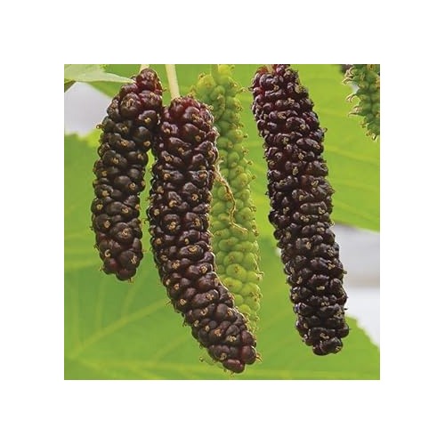 Mini Melon Seeds for Compact, Sweet, and Juicy Fruits [neera-v5-8923f8b1dc7d5572b8d6]