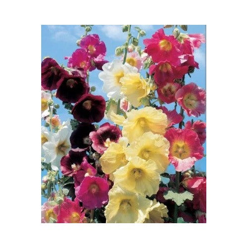 Summer Mix Hollyhock Planting Mountain Grown Homegrown No Chemical No Fertilizer Heirloom Non [neera-v5-8930809ffabae8af64e4]