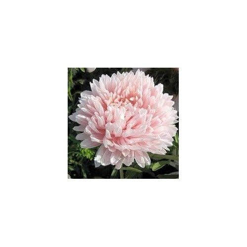 Light Pink China Aster Flower Seeds for Planting [neera-v5-89343cd972feba131a3c]
