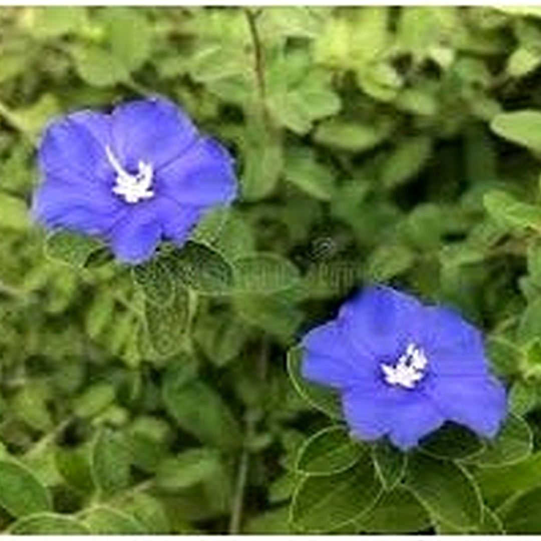 Heirloom Clematis Climbing Flower Seeds [neera-v5-8935a7dec6d0e4c19f8e]
