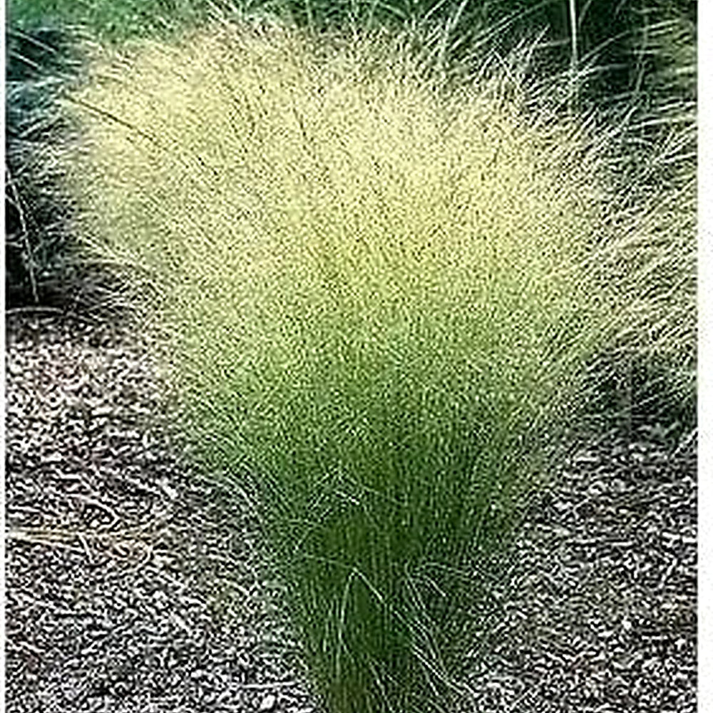 Mexican Feather Grass Seeds (Nassella tenuissima) [neera-v5-89369fcc2401229750c3]