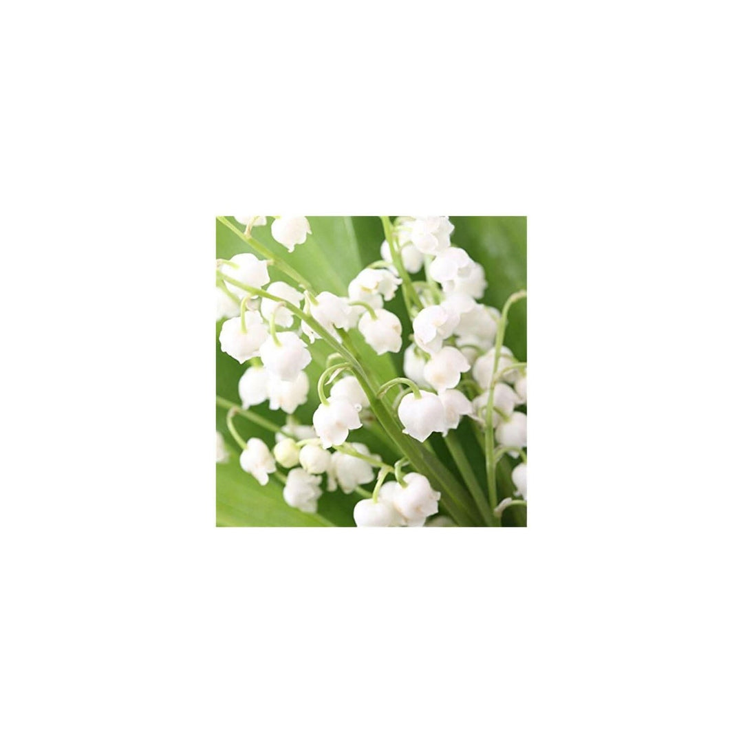 Heirloom Non Gmo Bell Orchid Flower For Planting Exotic Fragrant Indoor Garden Blooms Flower Seeds [neera-v5-8939f150e6377da5470a]