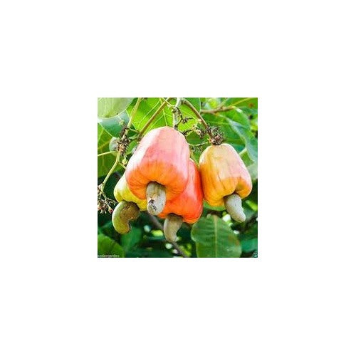 Cashew Apple Seeds for Planting [neera-v5-894c906254e3e947540e]